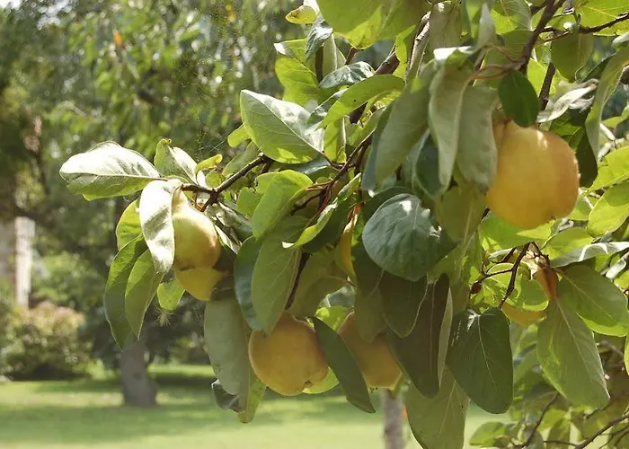 Apartment La Huertona